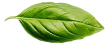 shifaf leaf